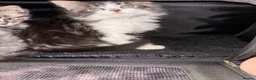 Maine Coon cats for sale: Gorgeous fluffy Maine coon xtoyger  - Advert 9