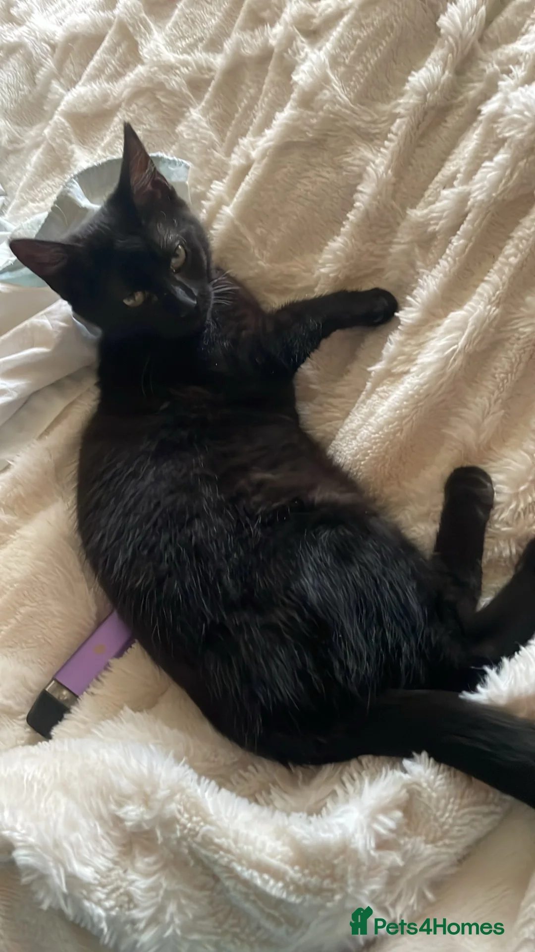 Mixed Breed cats for sale: Bella  in Pontefract - Advert 2