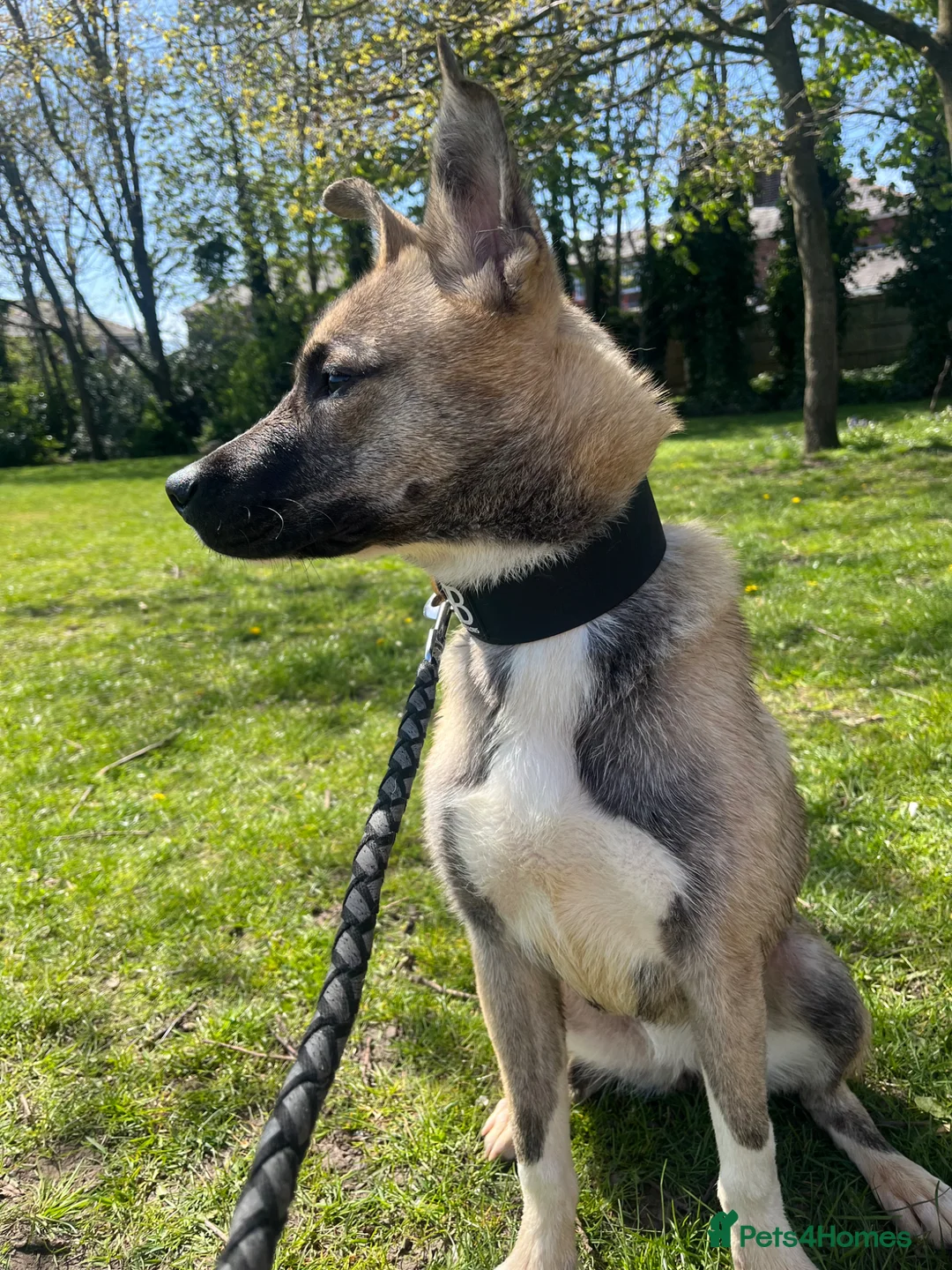 Mixed Breed dogs for sale: Husky X in Warrington - Advert 2