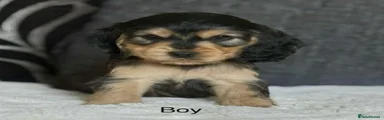 Cocker Spaniel 1