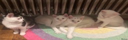 Turkish Van cats for sale: Gorgeous Turkish Van Kittens - Advert 2