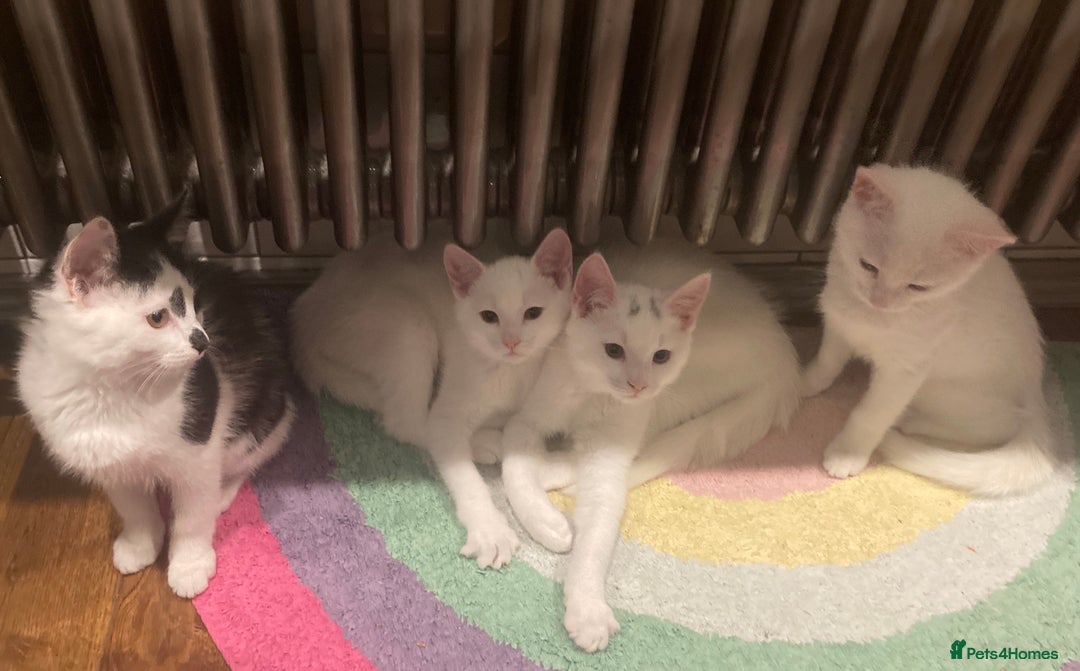 Turkish Van cats for sale: Gorgeous Turkish Van Kittens - Advert 2