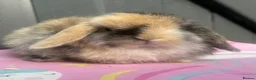 Mini Lop rabbits for sale: Pure bred pedigreed baby mini lops  - Advert 12