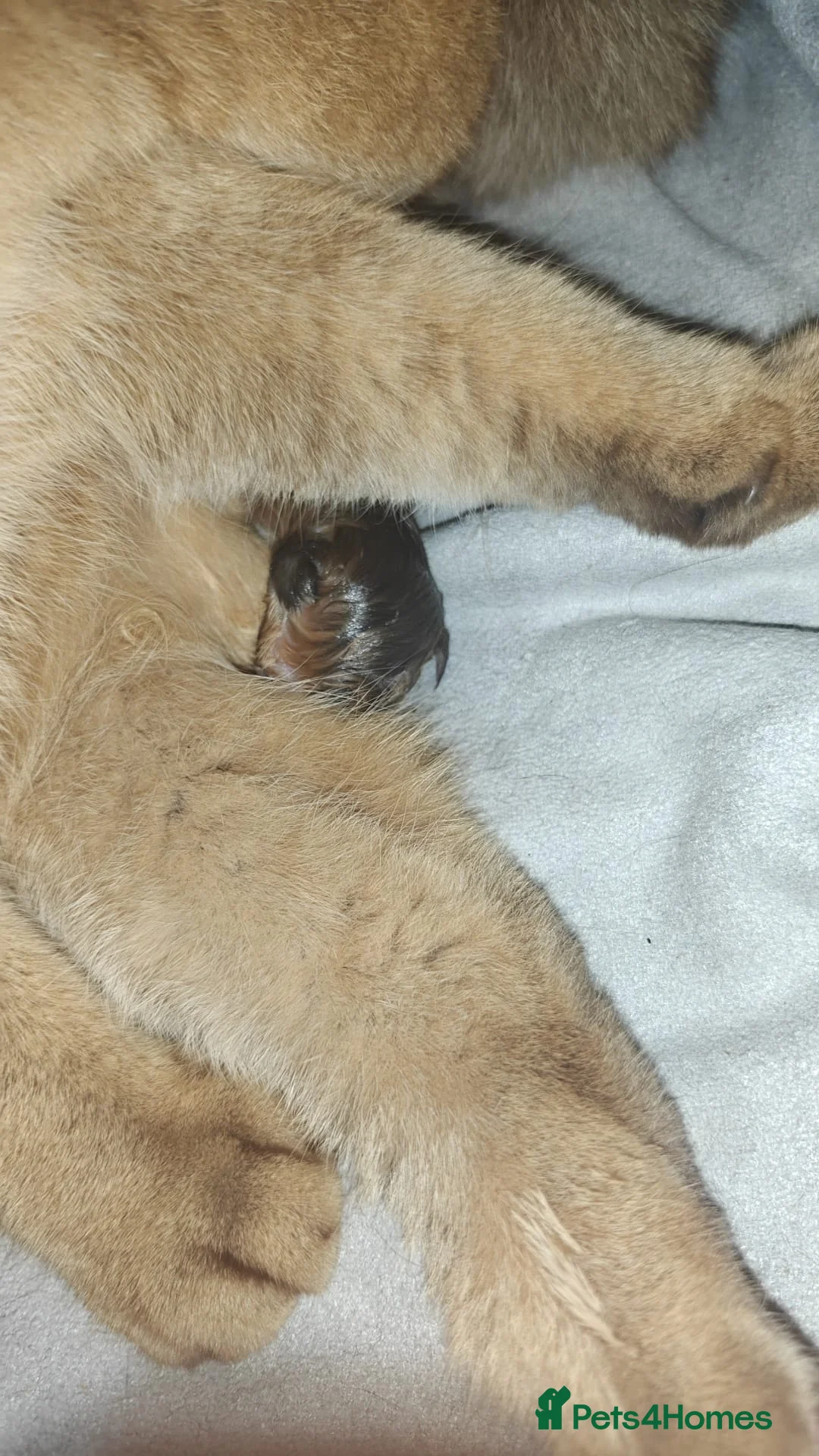 British Shorthair cats for sale: Stunning British short hair kittens - Advert 10