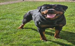 Rottweiler dogs for sale: Rottweiler  - Image 7