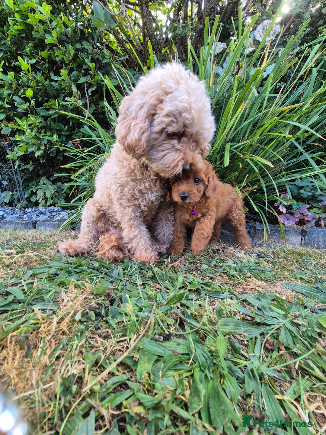 Cavapoo dogs for sale: WAITING LIST NOW OPEN FOR SUMMER 2026.  - Image 9