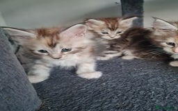 Maine Coon cats for sale: Stunning pedigree Mainecoon Kittens  - Image 10