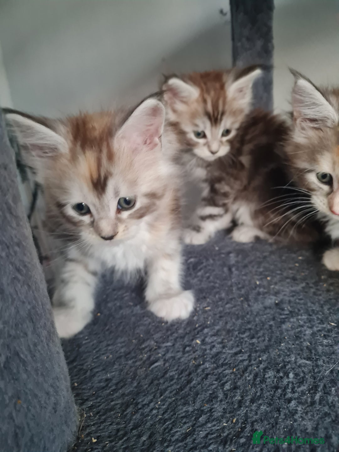 Maine Coon cats for sale: Stunning pedigree Mainecoon Kittens  - Image 10