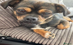 Mixed Breed dogs for sale: Dachshund cross Pekingese  - Image 5