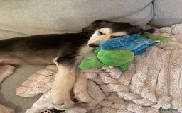 Afghan Hound dogs for sale: Afghan hound puppy  - Image 2