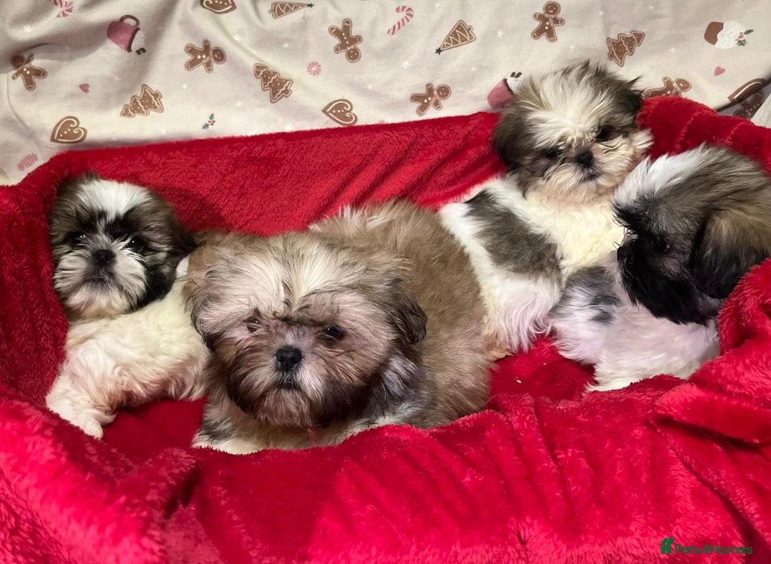 Shih Tzu dogs for sale: Shih Tzu puppy's  - Advert 6
