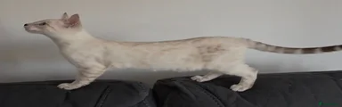 Bengal 2