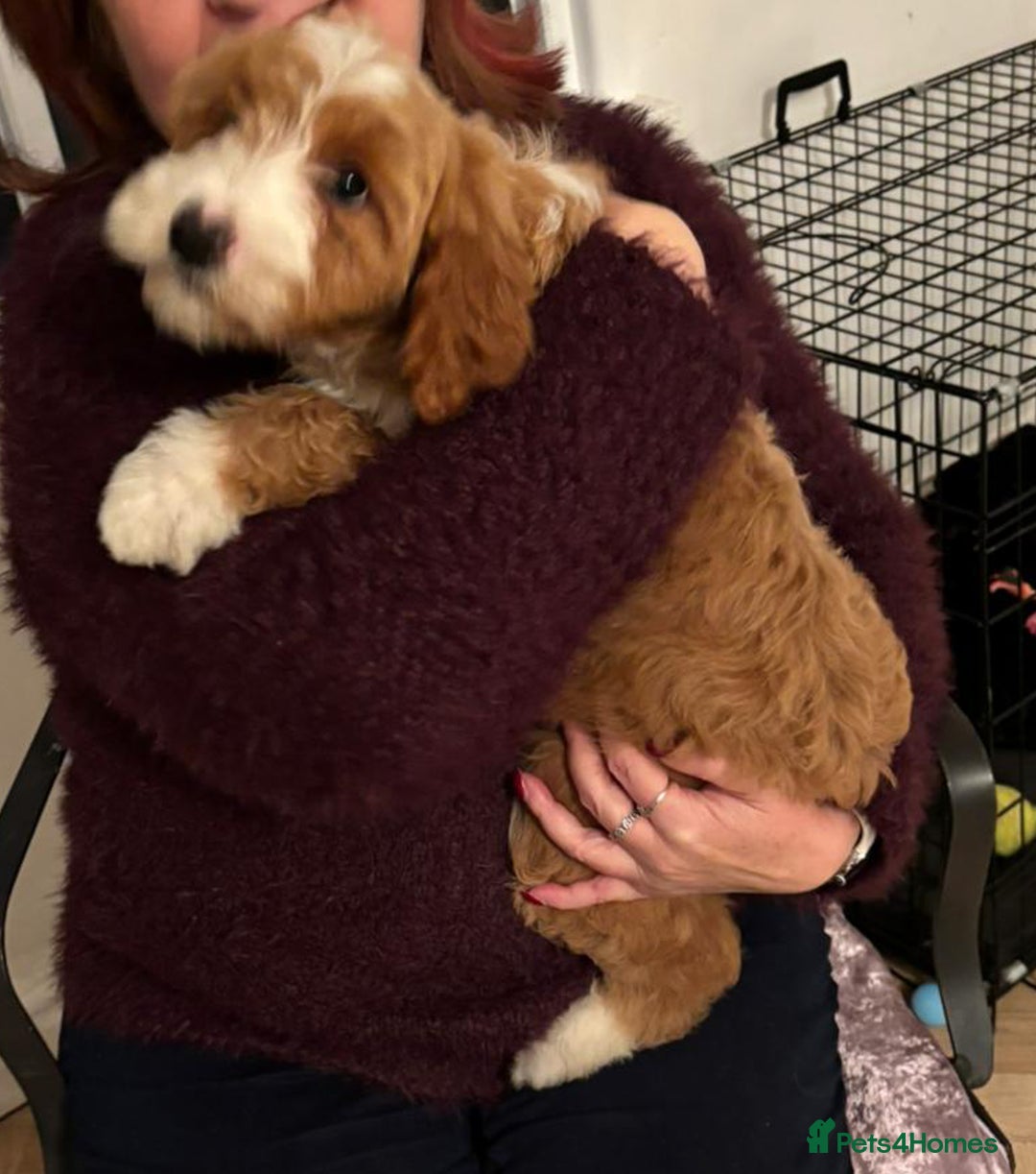 Australian Labradoodle dogs for sale: Australian Labradoodles for Sale - Advert 25