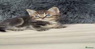 Munchkin cats - Advert 12