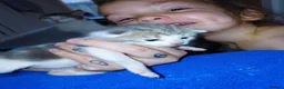 Mixed Breed cats for sale: babies for sale  - Advert 4