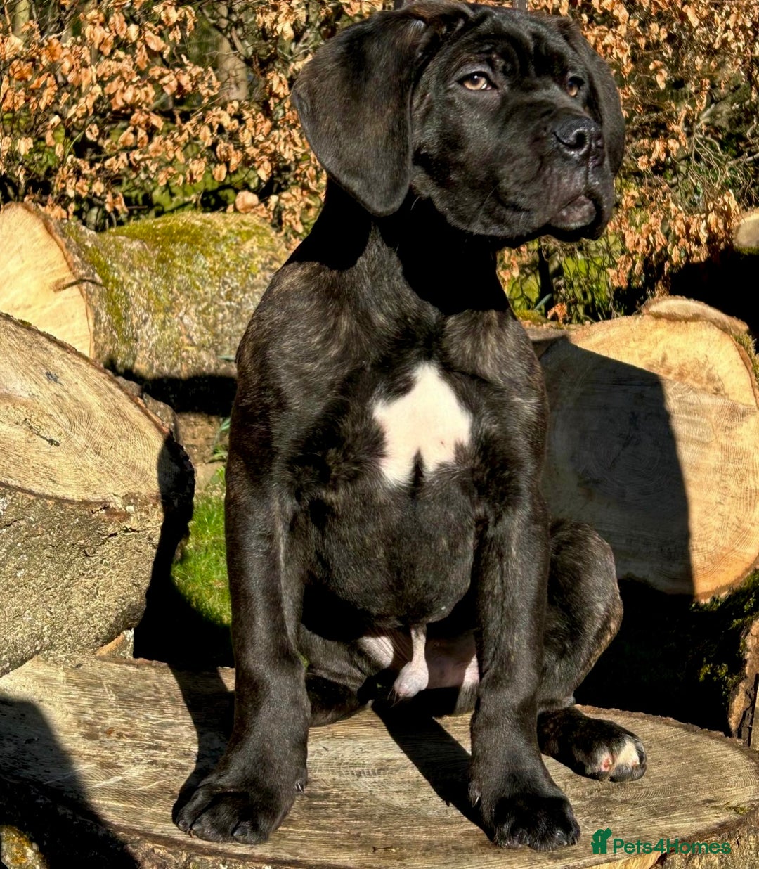 Cane Corso dogs for sale: Ready to leave  - Image 6