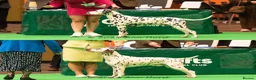 Dalmatian dogs for stud: Stud dog available  in Mountain Ash - Advert 1