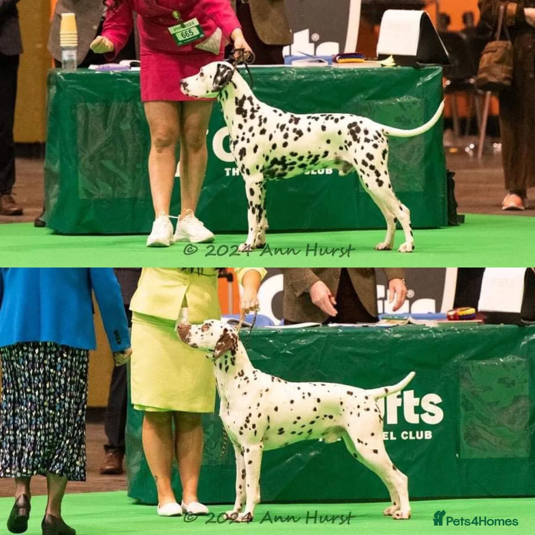 Dalmatian dogs for stud: Stud dog available  in Mountain Ash - Advert 1