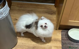 Pomeranian dogs for sale: Outstanding Quality Pomeranian  - Image 12