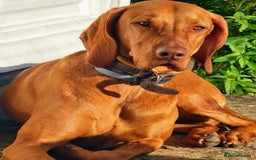 Hungarian Vizsla dogs for sale: Adorable vizsla puppies, exceptional pedigree - Image 13