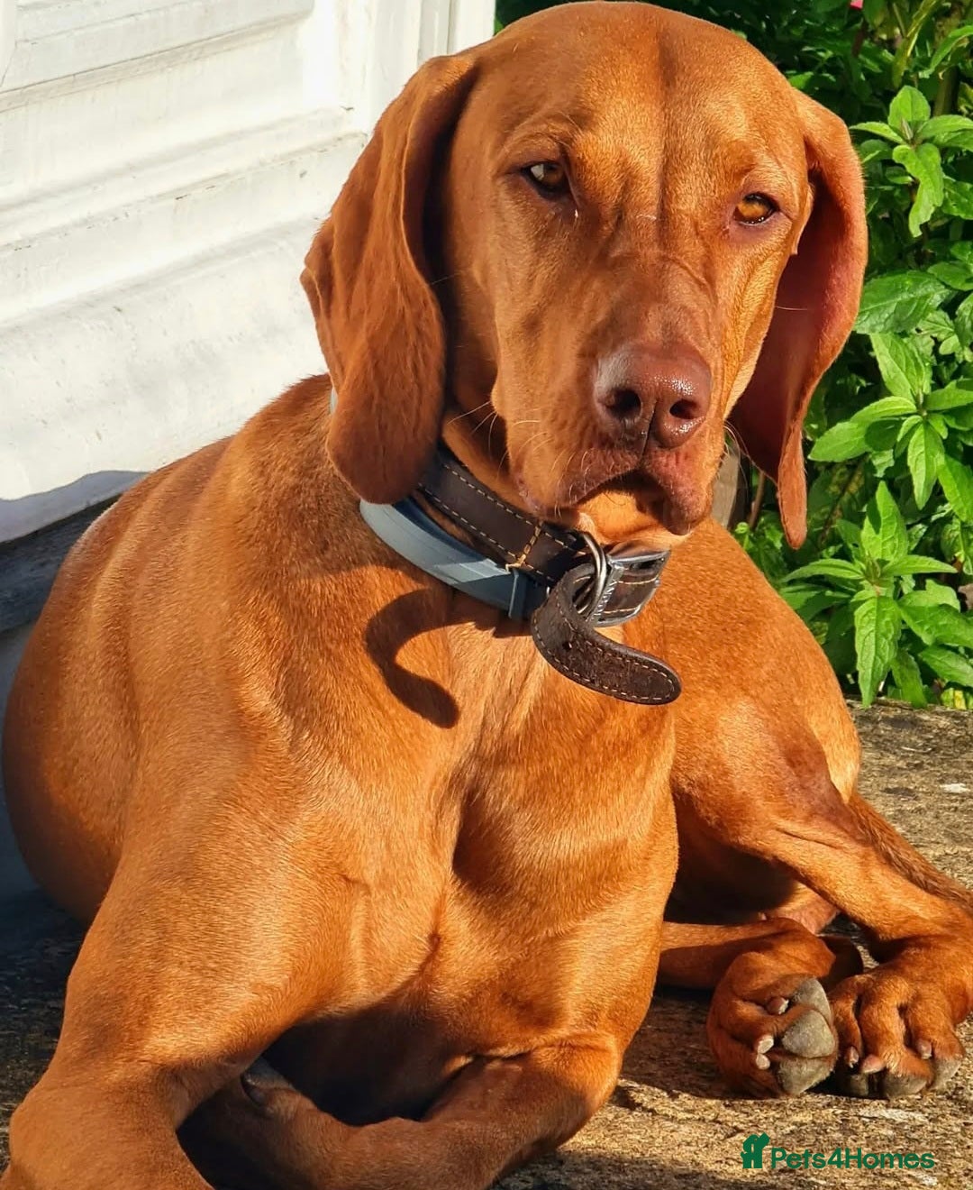 Hungarian Vizsla dogs for sale: Adorable vizsla puppies, exceptional pedigree - Image 13