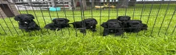 Cocker Spaniel dogs for sale: Working Cocker Spaniel Pups - Advert 7