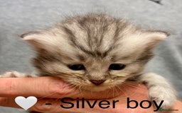 Siberian cats for sale: Hypoallergenic, fluffy, purebred healthy Siberians - Image 5