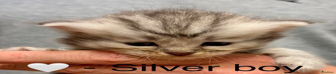 Silver Tabby Boy 🤍
