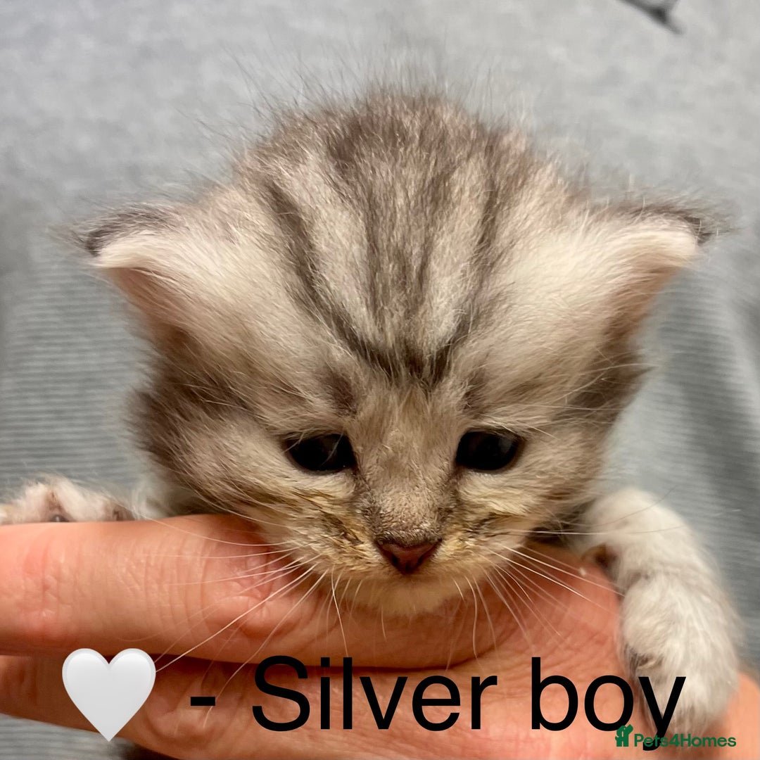 Siberian cats for sale: Hypoallergenic, fluffy, purebred healthy Siberians - Image 5