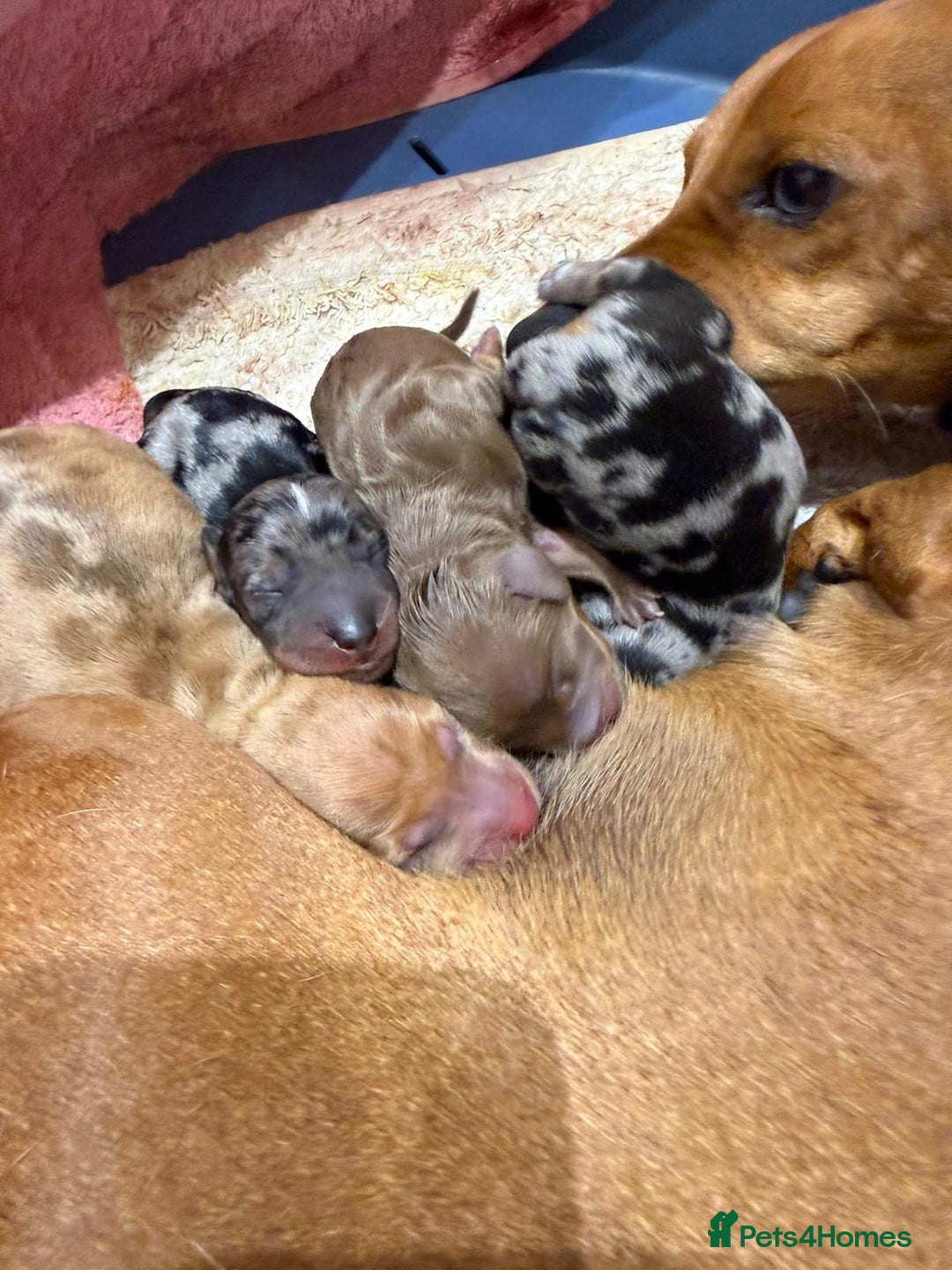 Dachshund dogs for sale: Miniture Silver Dapple Dachshunds - Advert 5