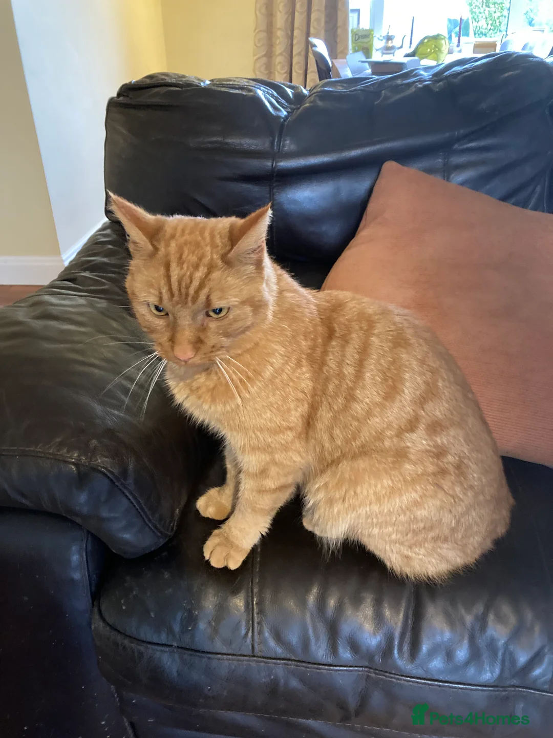 Mixed Breed cats for adoption: Gilbert ginger cat  - Advert 2
