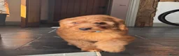 Goldendoodle dogs for sale: Mini Irishdoodle Ready now! health tested parents - Advert 14