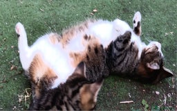 Mixed Breed cats for sale: Stunning kittens for sale  - Image 1