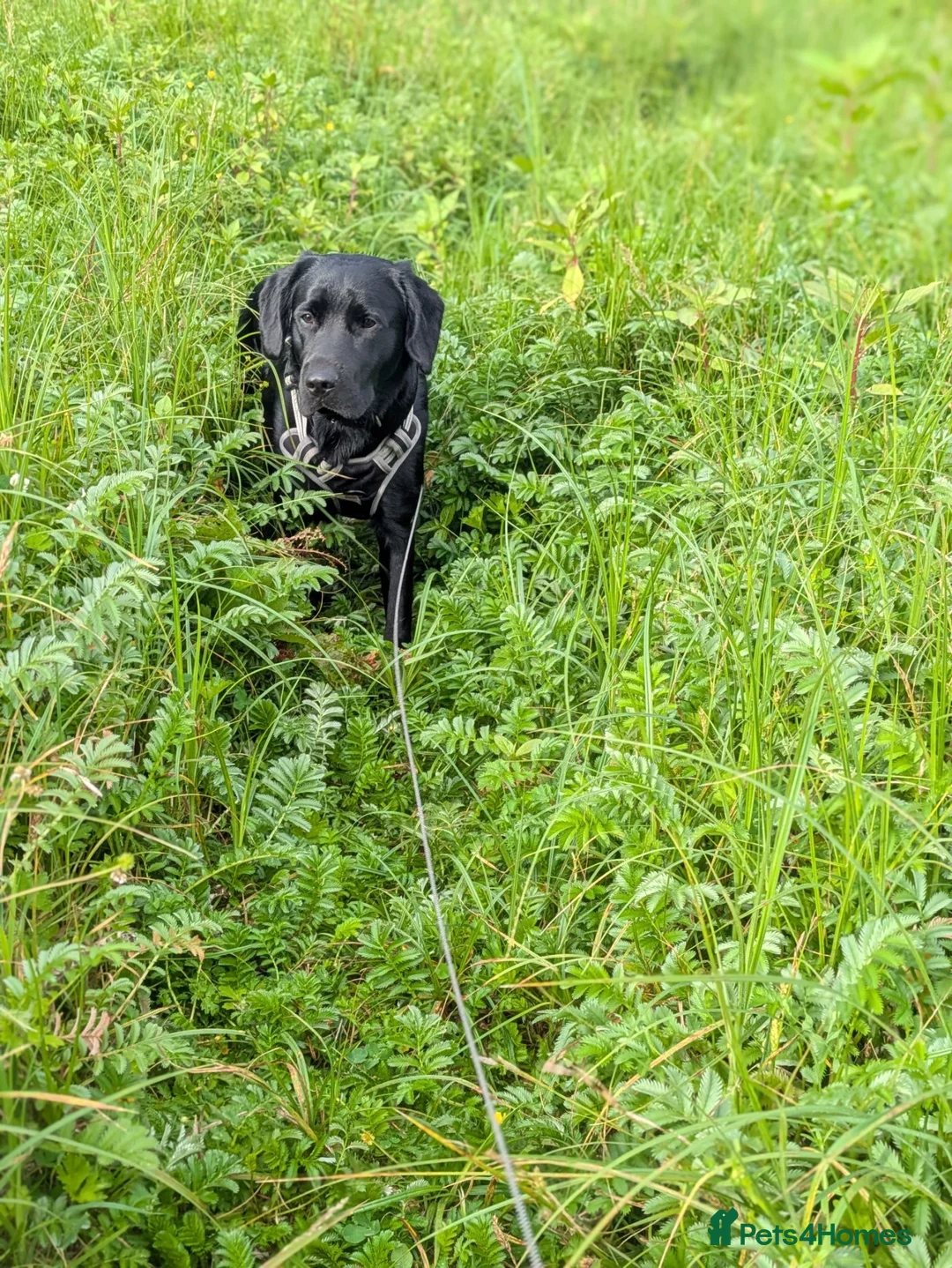Cockerdor dogs for sale: Obi - playful cockerdor  in Wolverhampton - Advert 2