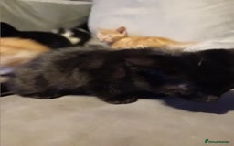 Mixed Breed cats for sale: Fluffy Kittens  - Image 11