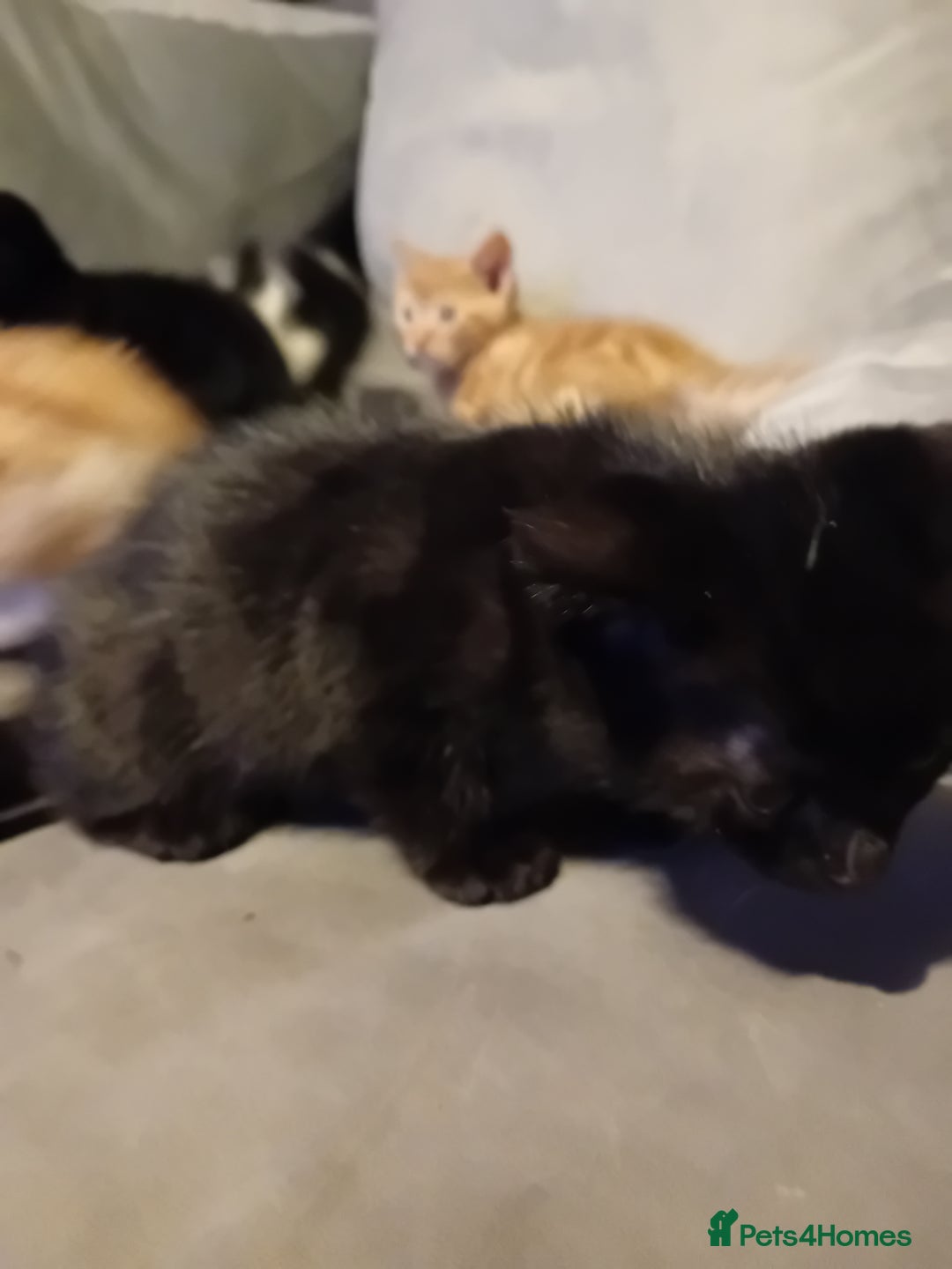 Mixed Breed cats for sale: Fluffy Kittens  - Image 11