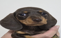 Miniature Dachshund dogs for sale: 3 Quality KC Female Mini Dachshunds  - Image 3