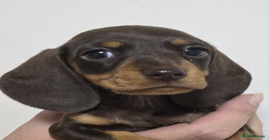 Miniature Dachshund dogs - Advert 8