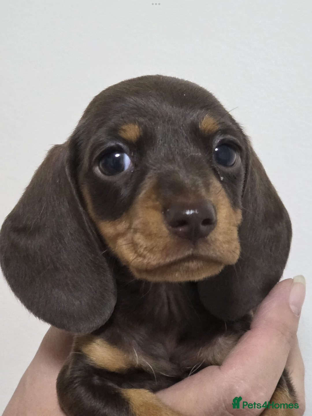 Miniature Dachshund dogs for sale: 3 Quality KC Female Mini Dachshunds  - Image 3