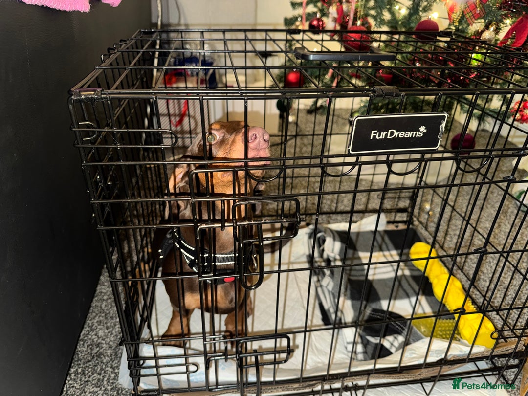 Miniature Dachshund dogs for sale: Dachshund brown male 6 months - Advert 4