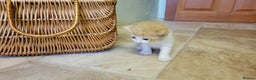 Domestic Shorthair cats for sale: 5 ginger kittens - Advert 5