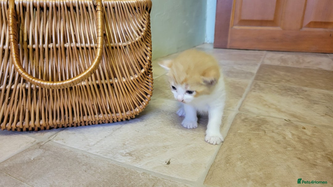 Domestic Shorthair cats for sale: 5 ginger kittens - Advert 5