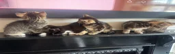 Mixed Breed cats for sale: 4, 8 week old kittens  - Advert 19