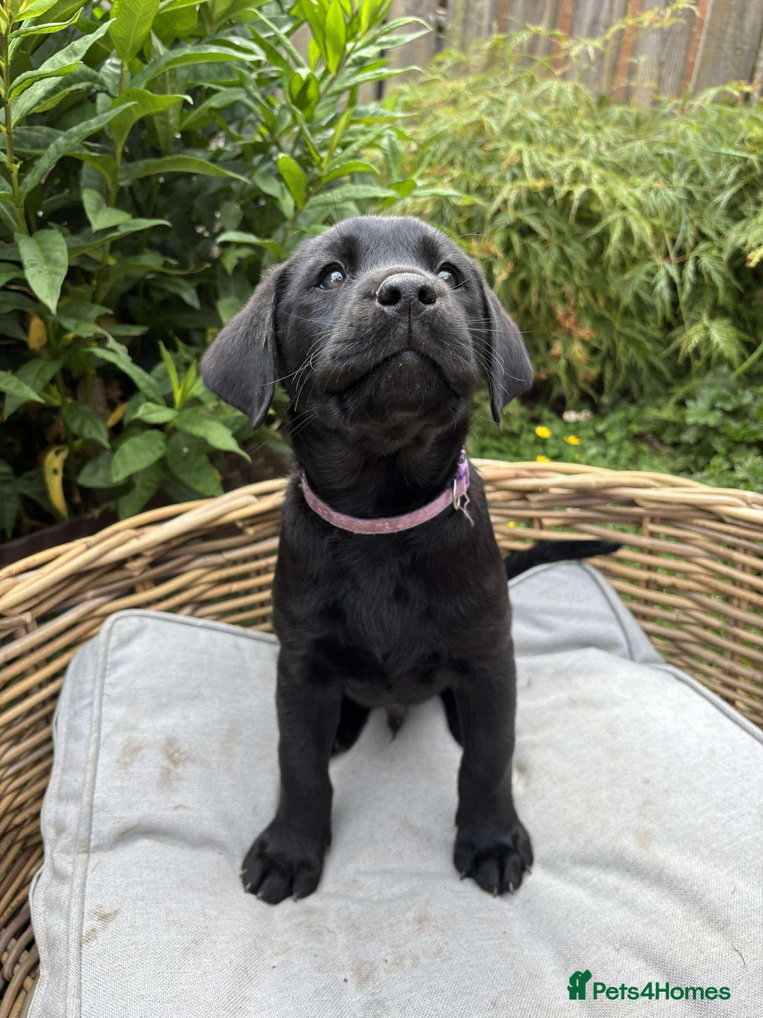Labrador Retriever dogs for sale: KC registered Labrador pups ready to rehome NOW in Stanley - Image 1