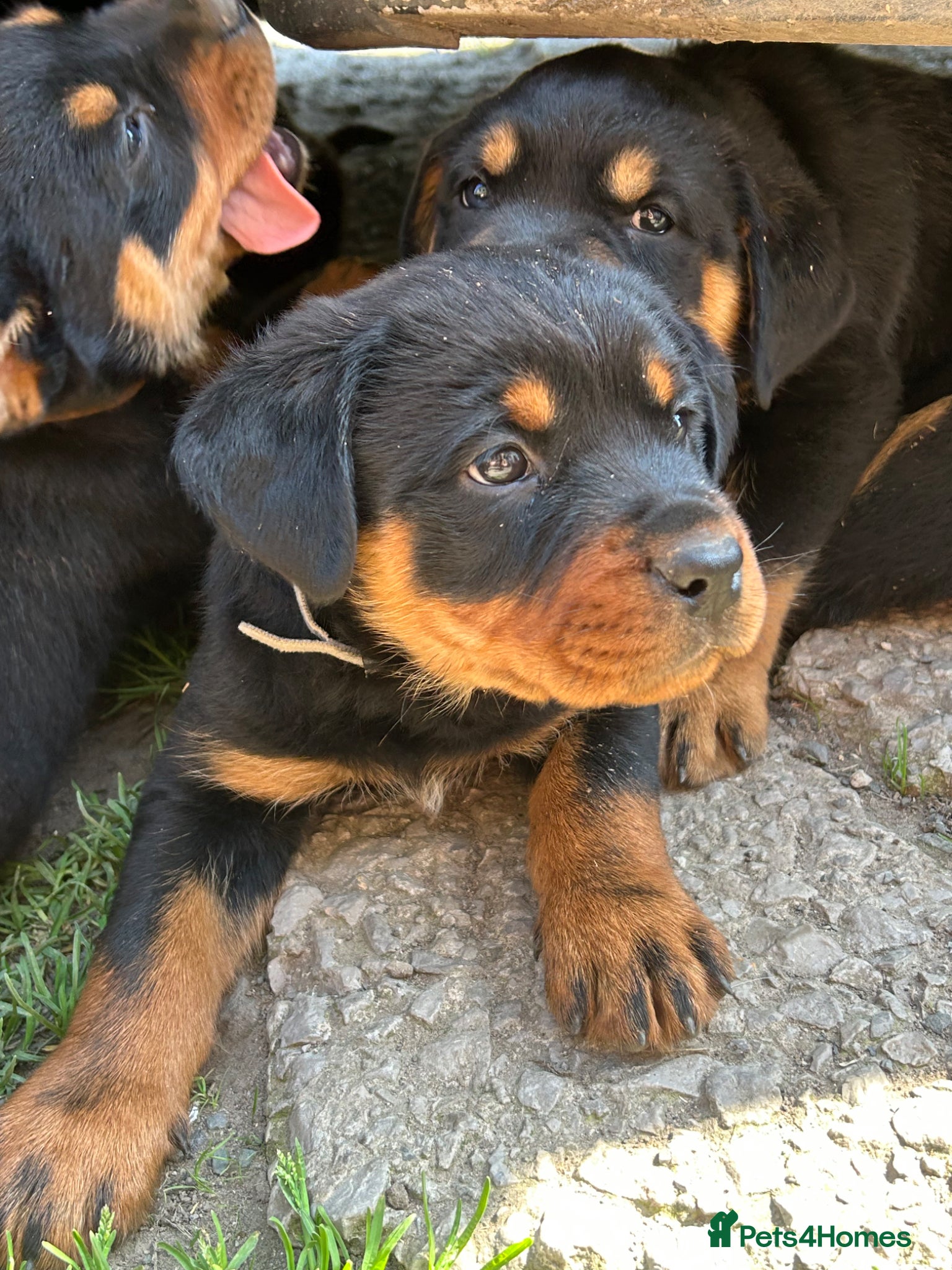 Rottweiler dogs Big chunky Rottweiler puppies  - Advert 2