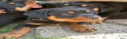 Rottweiler dogs for sale: Big chunky Rottweiler puppies  - Advert 1