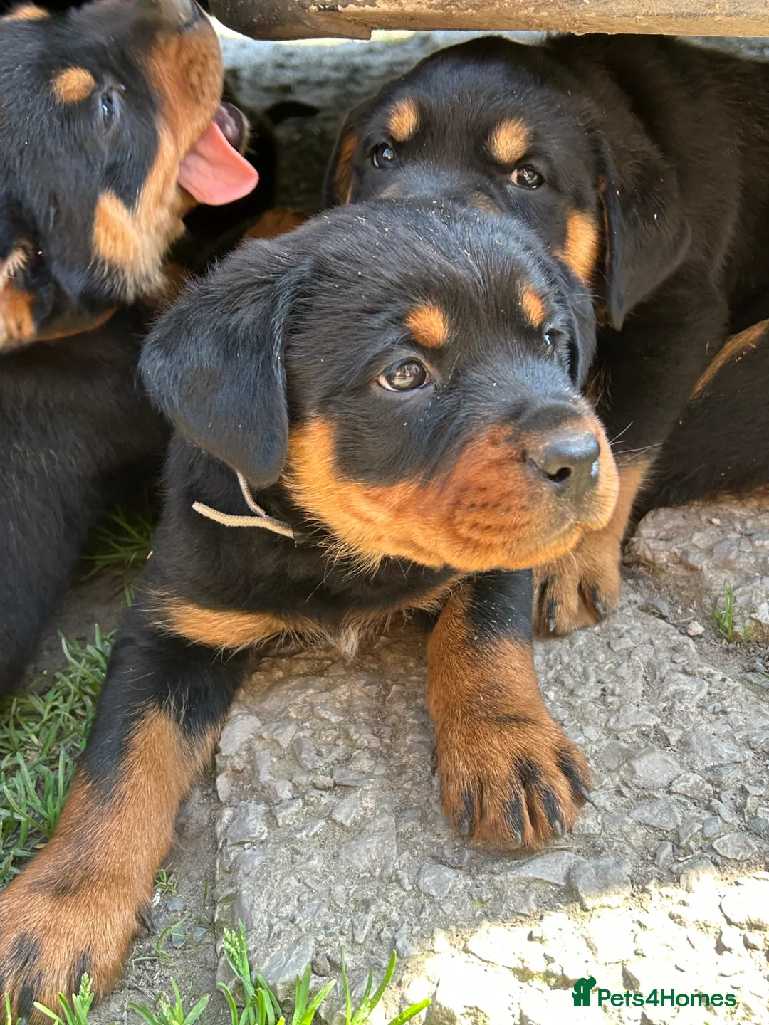 Rottweiler dogs for sale: Big chunky Rottweiler puppies  - Advert 1