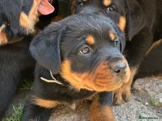 Rottweiler dogs Big chunky Rottweiler puppies - Advert 2