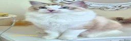 Ragdoll cats for sale: Tica registered exceptional  Ragdolls  - Advert 25