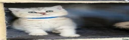 British Shorthair cats for sale: British sh kittens Golden point TICA - Advert 14